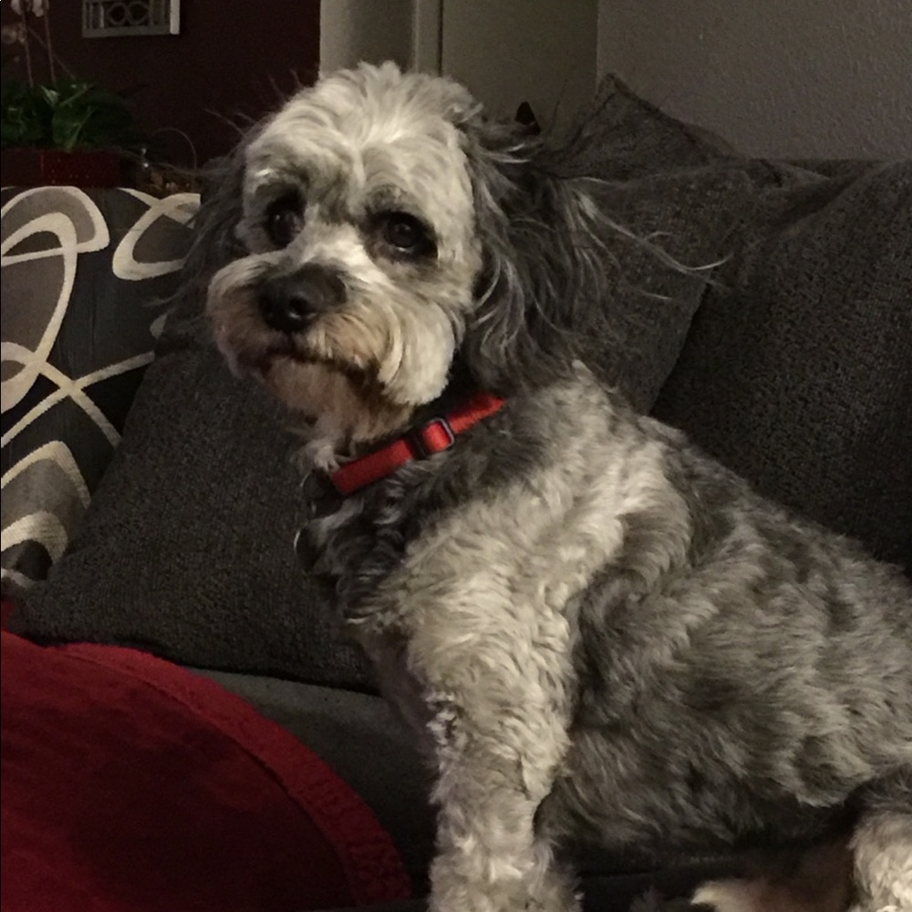 Meet your Posher, Dottie